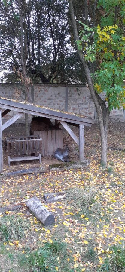 Hotel Kenguru Panzio Hódmezővásárhely Exterior foto